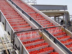 Cadena de producción automática de la pasta de tomate